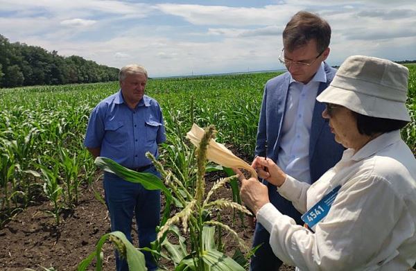 Ставропольские ученые ведут селекцию гибридов кукурузы от ранних до поздних групп спелости