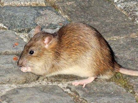 Ученые МГУ смогли замедлить старение крыс, ограничив их рацион