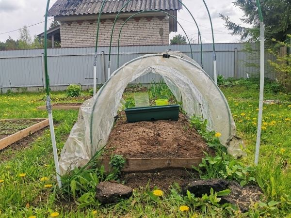 Выращивание огурцов в мешках, теплице и на грядке: «Дачная помощь» от владимирского филиала Россельхозцентра 1 часть