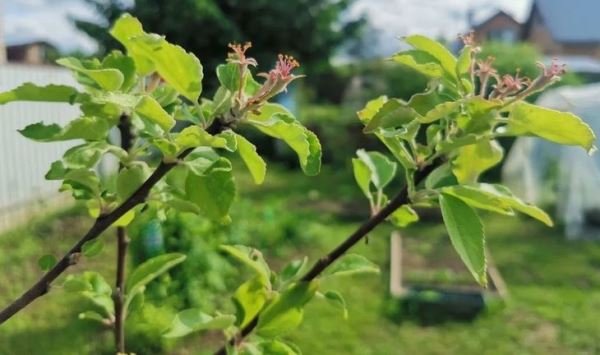 Яблонная плодожорка наносит удар органическому садоводству