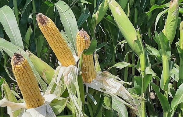 Горный ген кукурузы открывает возможности для селекции северных сортов