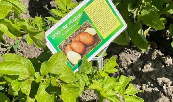 Российские сорта овощных культур продемонстрировали на Дне картофельного поля в Крыму