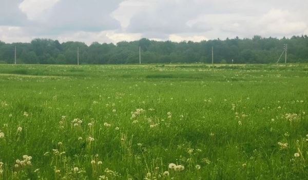Луговой мотылек заселяет фермерские поля и дачные участки в Кемеровской области