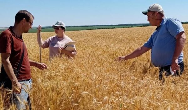 Апробацию семенных посевов в Ростовской области будут проводить по-новому