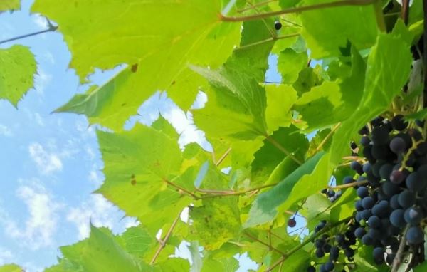 Против ложной мучнистой росы винограда показал активность итальянский цеолит с медью