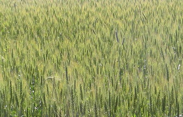 Не менее 4,5 млн тонн зерна ожидает Саратовская область в этом сезоне