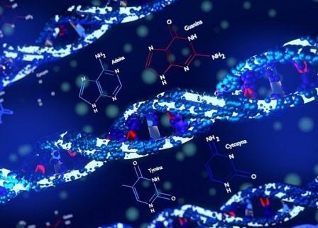 Ученые Института цитологии РАН и СПбГУ изучили, как появляются новые гены