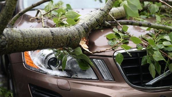 В Москве три автомобиля придавило упавшим деревом<br />
