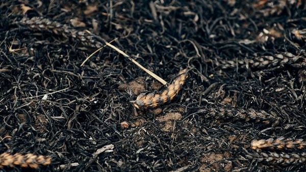 Власти Херсонской области сообщили о поджоге ВСУ пшеничных полей на границе<br />
