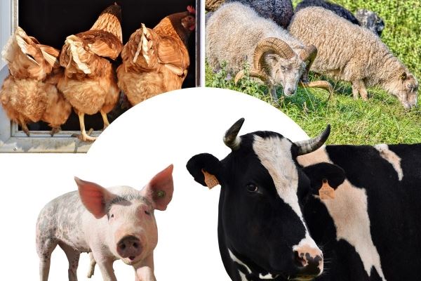 В Кузбассе за пять месяцев произведено свыше 55 тыс. т скота и птицы на убой
