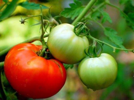 Генетически отредактированные помидоры помогут при нехватке витамина D