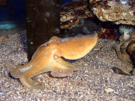Ученые обнаружили одинаковые «прыгающие гены» у осьминога и человека
