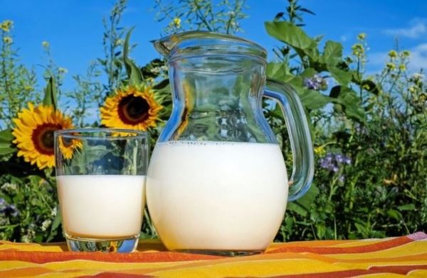 Как влияет снижения белка в заменителе молока на рост и здоровье молодых телят