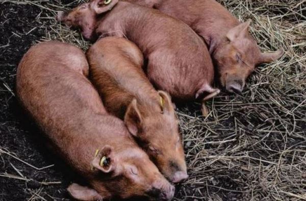 Применение теплового режима для уничтожения вирусов в растительном корме для свиней