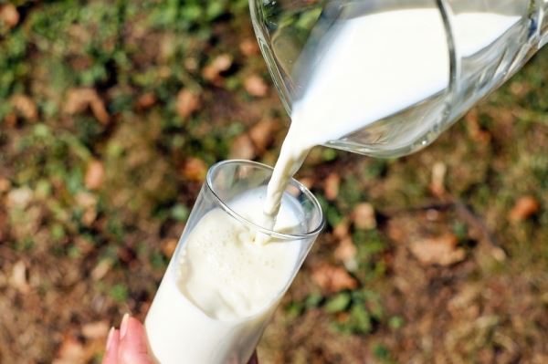 Удмуртские сельхозорганизации нарастили суточное производство молока