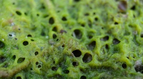 Пончики из прудовых водорослей для угощения растений: в заметки антикризисному огороднику