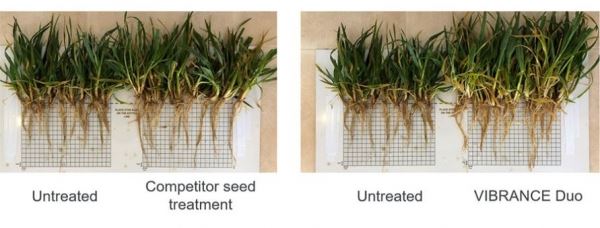 Фунгицидная обработка семян может стимулировать корнеобразование у озимой пшеницы и ячменя