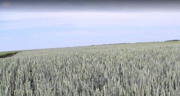 Чем опасен град для урожая пшеницы