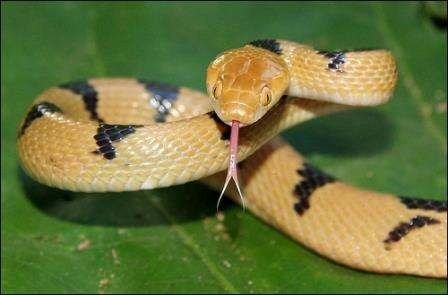 Какую функцию выполняет змеиный язык?