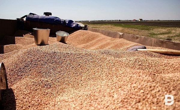 На сегодняшний день в Татарстане для кормов заготовлено 387 тысяч тонн сена