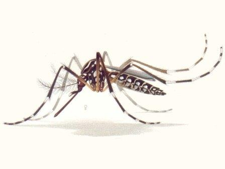 Средняя дальность полета желтолихорадочного комара составляет 106 метров