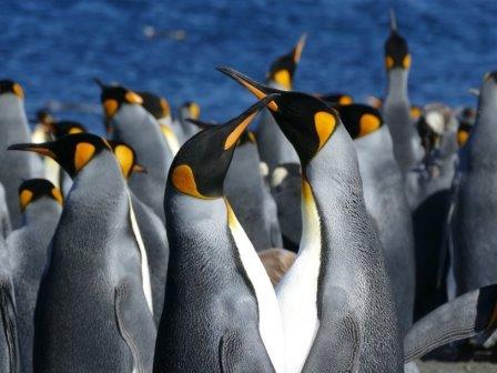 Зоологи научились различать самцов и самок королевского пингвина